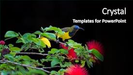  Presentation with olive - Beautiful slides featuring olive-backed sunbird backdrop and a black colored foreground