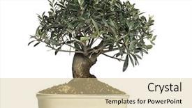  Presentation with olive tree - PPT layouts enhanced with olivier - olive bonsai tree olea europaea background and a lemonade colored foreground