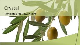  Presentation with olive branch - Slides having olive-branch-with-three-green background and a mint green colored foreground