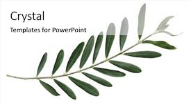  Presentation with olive branch - PPT theme having olive branch background and a white colored foreground
