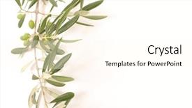  Presentation with olive branch - Beautiful slide deck featuring olive branch backdrop and a cream colored foreground