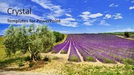  Presentation with scenic - Cool new PPT theme with olive flower - scenic landscapes of provence backdrop and a light blue colored foreground