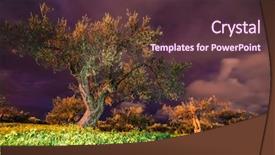  Presentation with olive - Audience pleasing PPT layouts consisting of olive garden under the moonlight backdrop and a tawny brown colored foreground