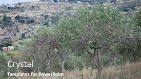  Presentation with olive grove - Beautiful slides featuring olive-garden-with-old-trees backdrop and a gray colored foreground