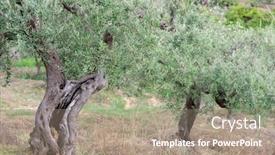  Presentation with olive trees garden mediterranean olive - PPT layouts featuring olive-garden-with-old-trees background and a coral colored foreground