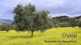  Presentation with ancient israel - Presentation with olive grove in the galilee background and a gold colored foreground