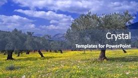  Presentation with olive grove - Slide deck enhanced with olive grove in the galilee background and a ocean colored foreground