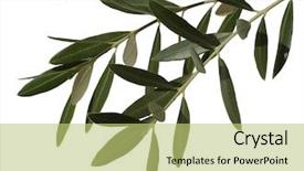  Presentation with olive - Colorful slide set enhanced with olive leaves backdrop and a yellow colored foreground