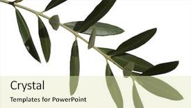  Presentation with olive - Beautiful slide set featuring olive leaves backdrop and a soft green colored foreground