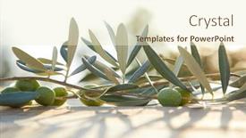 Presentation with olive green - 