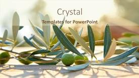  Presentation with olive green - 