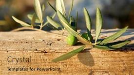  Presentation with olive branch - Presentation theme with olive-oil-and-olive-branch background and a gold colored foreground
