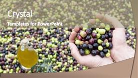 Presentation with agriculture olive oil - PPT theme consisting of olive oil and olives background and a mint green colored foreground