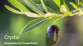  Presentation with oil drops - Beautiful PPT theme featuring olive oil drops from the olive berry backdrop and a tawny brown colored foreground