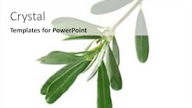  Presentation with olive tree - Beautiful presentation theme featuring botany plant extract - olive tree branch on white backdrop and a white colored foreground