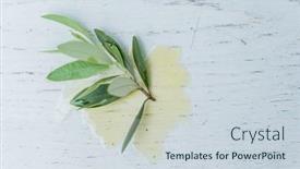  Presentation with olive branch - Presentation design having olive-tree-branch background and a sky blue colored foreground