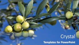  Presentation with olive tree - Presentation having olive-tree-branches-with-fruits background and a teal colored foreground