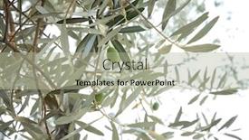  Presentation with olive tree - Beautiful presentation design featuring olive-tree-branches-with-leaves backdrop and a mint green colored foreground