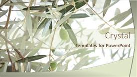  Presentation with olive tree - Presentation theme with olive-tree-branches-with-leaves background and a soft green colored foreground