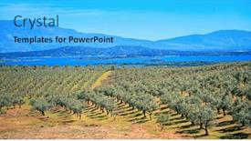  Presentation with tree river - Presentation theme consisting of olive-tree-field-lake background and a light blue colored foreground