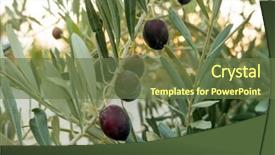  Presentation with olive tree - Amazing theme having olive tree with fruits close backdrop and a tawny brown colored foreground