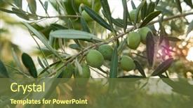  Presentation with olive tree - Theme with olive tree with fruits close background and a tawny brown colored foreground
