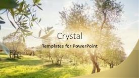  Presentation with olive tree - Slide set having olive-tree-garden-in-tuscany background and a lemonade colored foreground