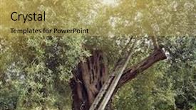  Presentation with olive tree - Slide deck with olive tree garden mediterranean olive plantation ready for harvest background and a yellow colored foreground