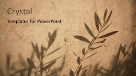  Presentation with olive tree - Slide deck with olive-tree-leaves-shadows background and a coral colored foreground