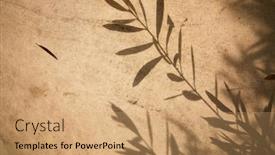  Presentation with olive tree - Slide set consisting of olive-tree-leaves-shadows background and a coral colored foreground