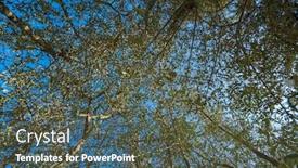  Presentation with olive tree - PPT layouts with olive-tree-on-a-bright background and a dark gray colored foreground