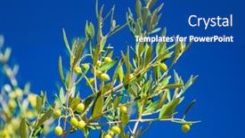  Presentation with olive tree - Slide deck featuring olive-tree-on-a-bright background and a ocean colored foreground