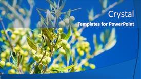  Presentation with olive tree - PPT layouts enhanced with olive-tree-on-a-bright background and a ocean colored foreground