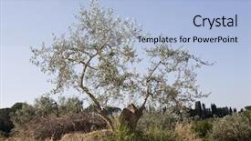  Presentation with olive tree - PPT layouts consisting of olive tree on a summer morning background and a light blue colored foreground