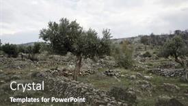  Presentation with olive tree - Presentation theme with olive-tree-on-mediterranean-hill background and a dark gray colored foreground
