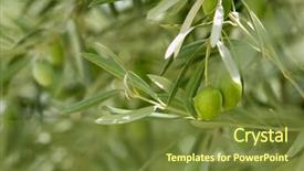  Presentation with olive tree - Audience pleasing presentation consisting of olive tree with green fruits in southern spain andalucia backdrop and a tawny brown colored foreground