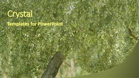  Presentation with olive tree - Presentation theme featuring olive tree with green fruits in southern spain andalucia background and a tawny brown colored foreground