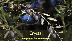  Presentation with olive tree - Slide deck with olive tree background and a tawny brown colored foreground