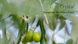  Presentation with olive tree - Beautiful PPT theme featuring olive tree backdrop and a seafoam green colored foreground