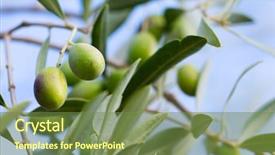  Presentation with olive tree - Colorful slides enhanced with olive tree backdrop and a tawny brown colored foreground
