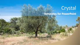  Presentation with olive trees - Theme enhanced with olive-trees-against-blue-sky background and a teal colored foreground