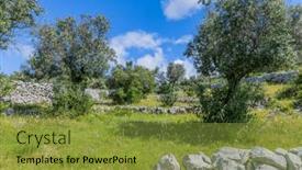  Presentation with olive trees - Presentation with olive-trees-among-fields background and a gold colored foreground