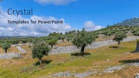  Presentation with olive trees - Presentation design enhanced with olive-trees-among-fields background and a light blue colored foreground