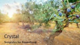  Presentation with olive trees - Amazing slide deck having olive trees garden in mild backdrop and a coral colored foreground