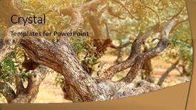  Presentation with olive trees - Beautiful PPT layouts featuring olive trees garden in mild backdrop and a gold colored foreground