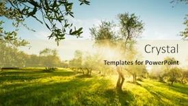  Presentation with olive trees - Slides having olive-trees-garden-in-tuscany background and a yellow colored foreground