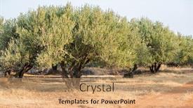  Presentation with olive trees - Slides consisting of olive-trees-garden-long-row background and a coral colored foreground