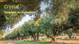  Presentation with olive trees - PPT theme having olive trees garden long row of trees on the sky background background and a tawny brown colored foreground