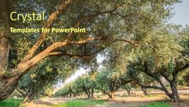  Presentation with olive trees - PPT layouts consisting of olive trees garden long row of trees on the sky background background and a tawny brown colored foreground