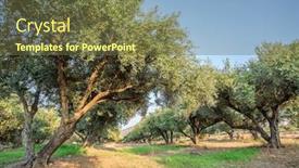  Presentation with olive trees - Colorful presentation design enhanced with olive trees garden long row of trees on the sky background backdrop and a tawny brown colored foreground